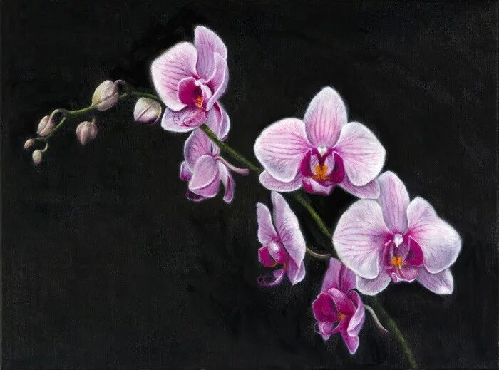 Pin by Wiwat on Лайк ТАТУ Orchid drawing, Orchid flower tattoos, Orchid tattoo