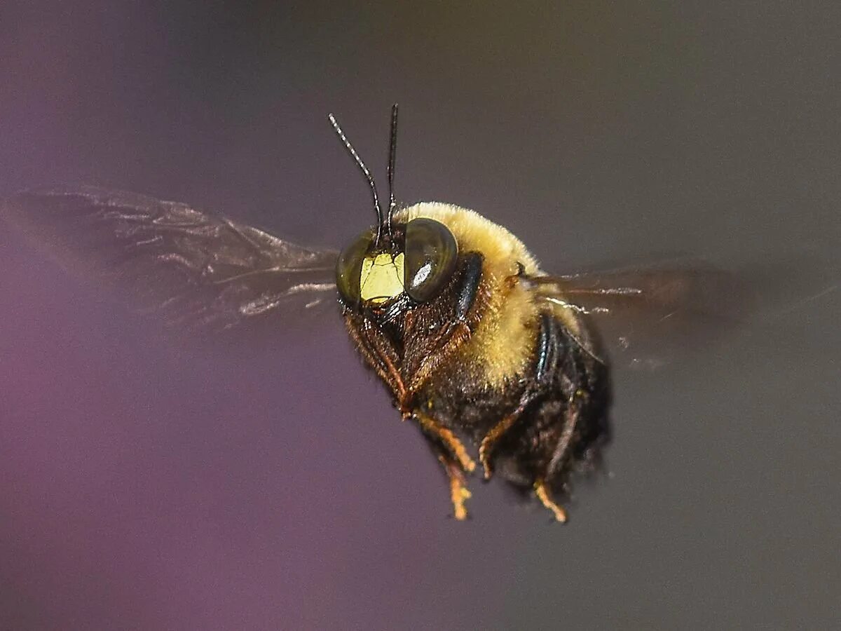 Bee fly. Пчела в полете. Пчела летит. Полет пчелы. Пчела фото.