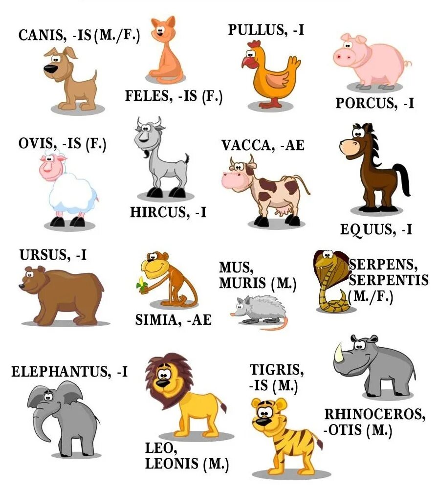 Систематика таксонов человека. Таксономические единицы рыб. Животные с названиями для детей. Животные названия список. Таксоны по латыни.