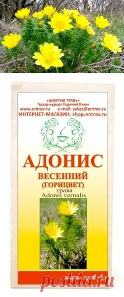Адонис весенний препараты. Настой травы горицвета адонис. Настой травы горицвета адонис. Препараты адониса. Настой адониса весеннего.