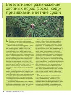 Для хвойных растений характерно размножение