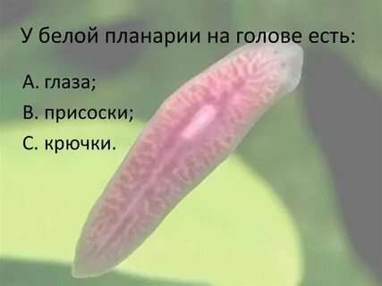 Органы чувств белой планарии