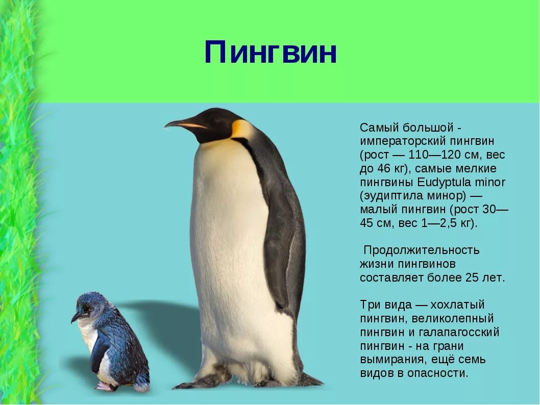 Описание пингвина. Пингвин для детей. Пингвин информация для детей. Сообщение о пингвинах. Рассказы про пингвинов для детей