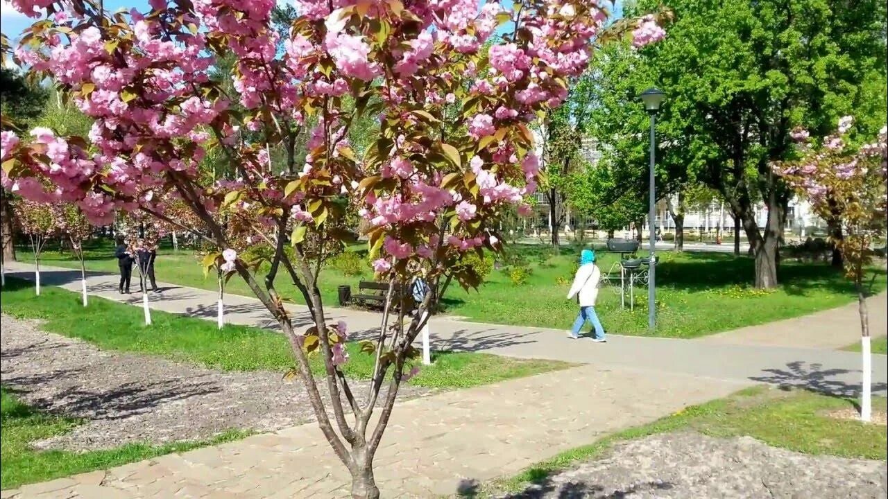 Аллея сакур парк Киото. Парк Киото в Киеве. Сакура Белгород дерево. Сакура в Белгороде в парке Ленина. Сакура белгород