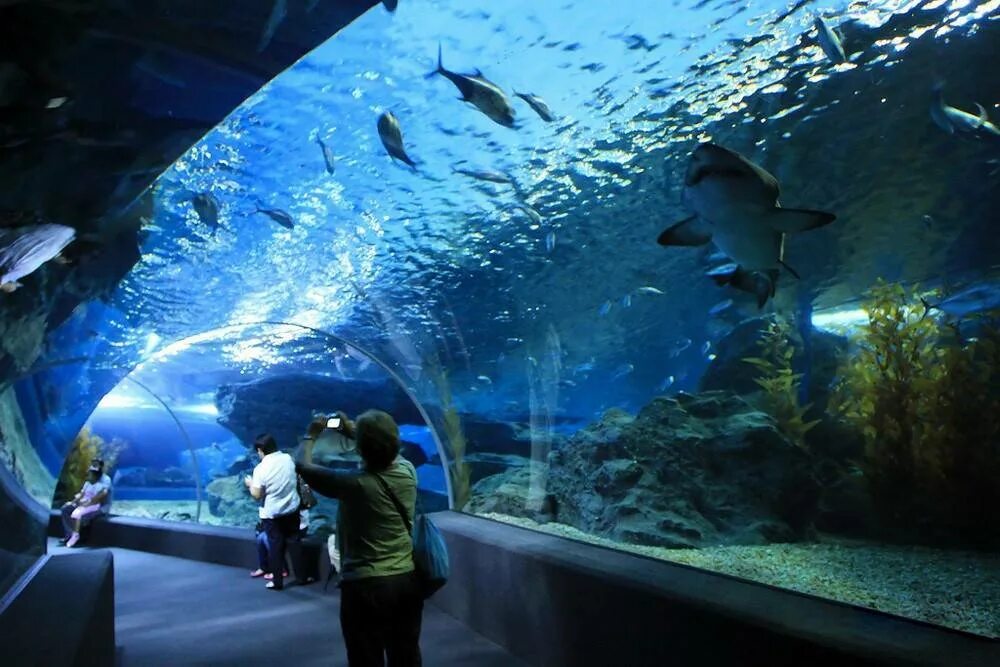 Океанариум в Паттайе Тайланд. Океанариум Siam Ocean World. Океанариум Underwater World Pattaya. Аквариум «подводный мир Келли Тарлтона».