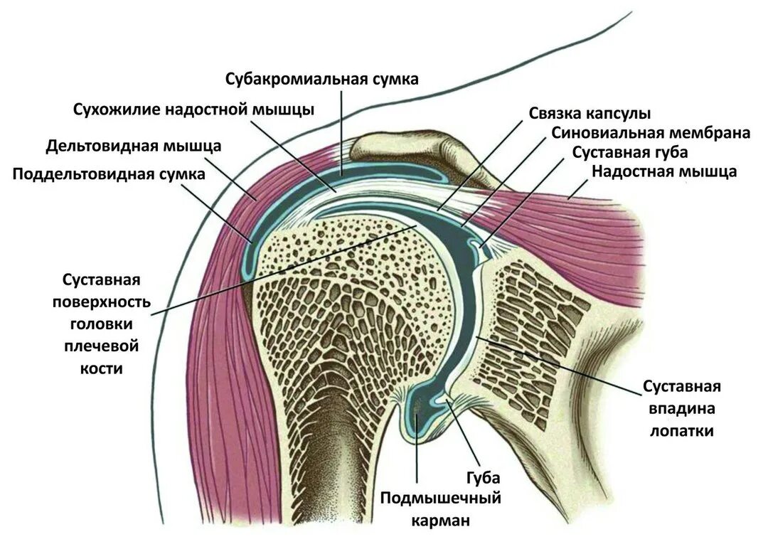 Какие структуры сустава. Плечевой сустав анатомия строение. Суставная капсула плечевого сустава анатомия. Строение капсулы плечевого сустава. Связочный аппарат плечевого сустава анатомия.