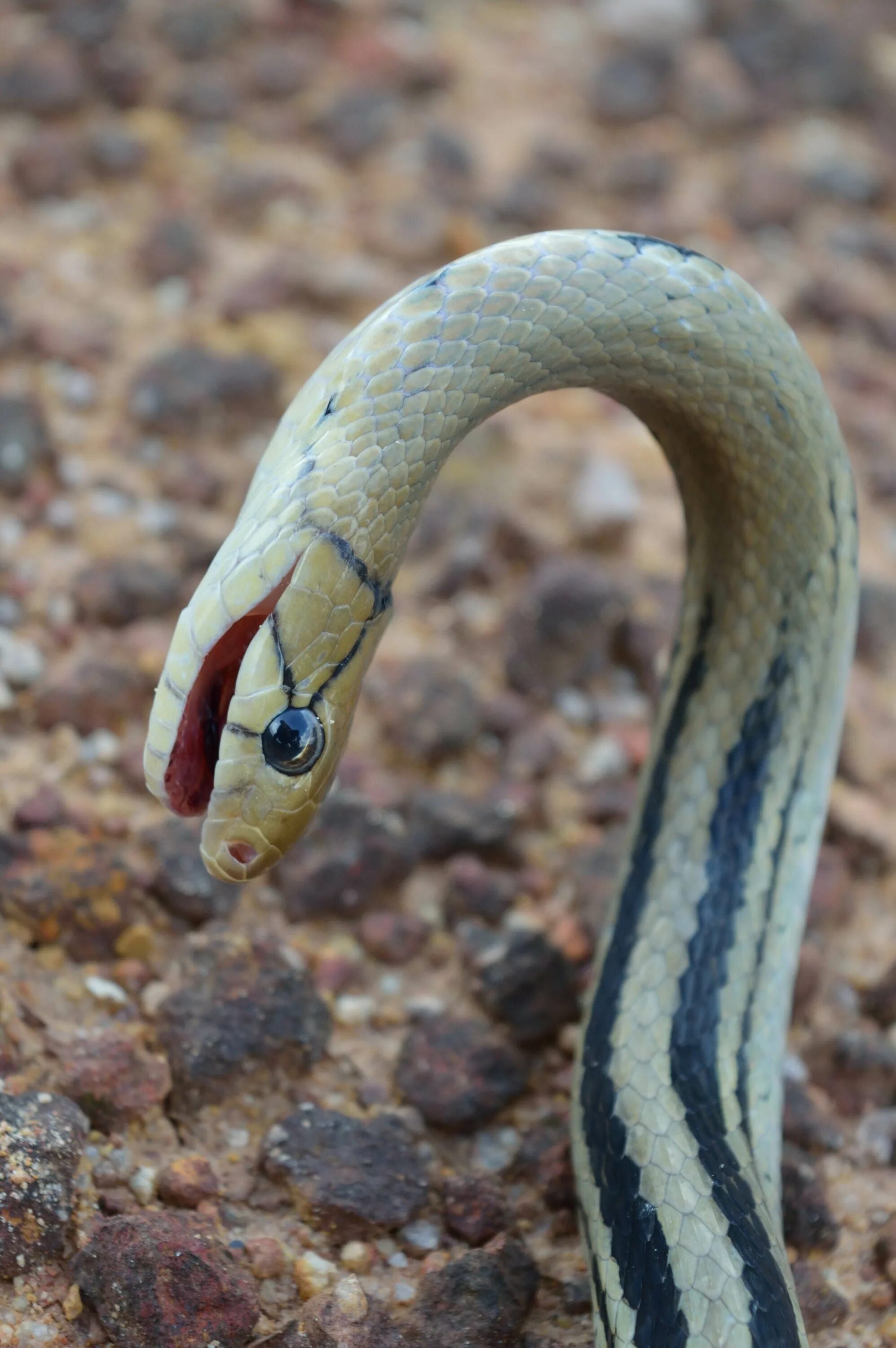 Coelognathus radiatus. Крайт змея. Полоз змея неядовитая. Красноточечная иловая змея. Беспозвоночные змей