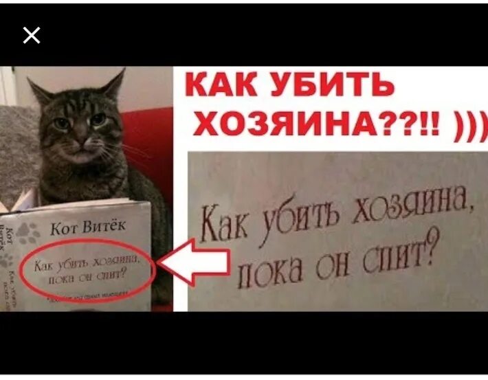 Отлов бродячие животные. Кот хозяин мем. Убивая хозяина. Убивая хозяина. Убивая хозяина.
