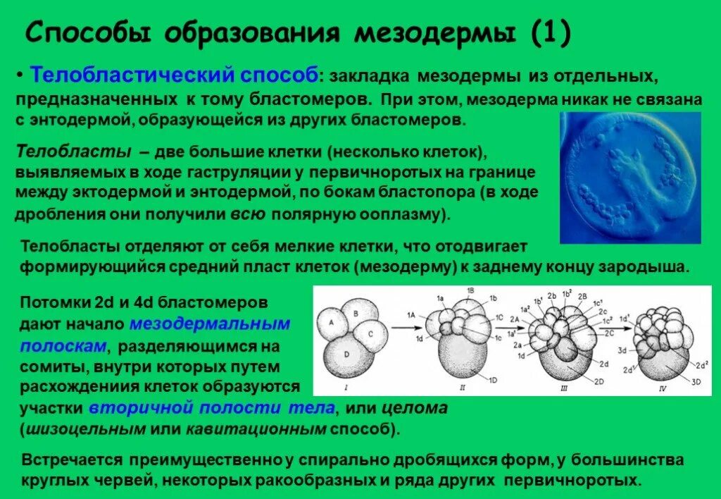 Способы образования мезодермы