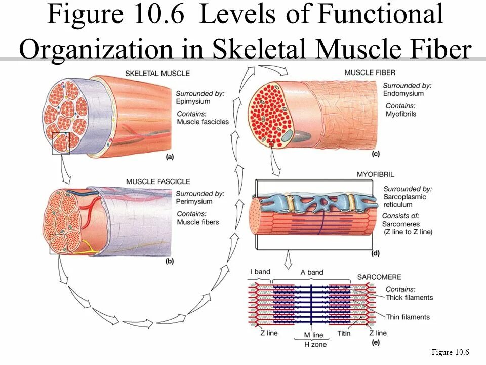 Строение миосимпласта. Миосимпласт гистология. Клетки миосателлиты. Skeletal muscle Cell.