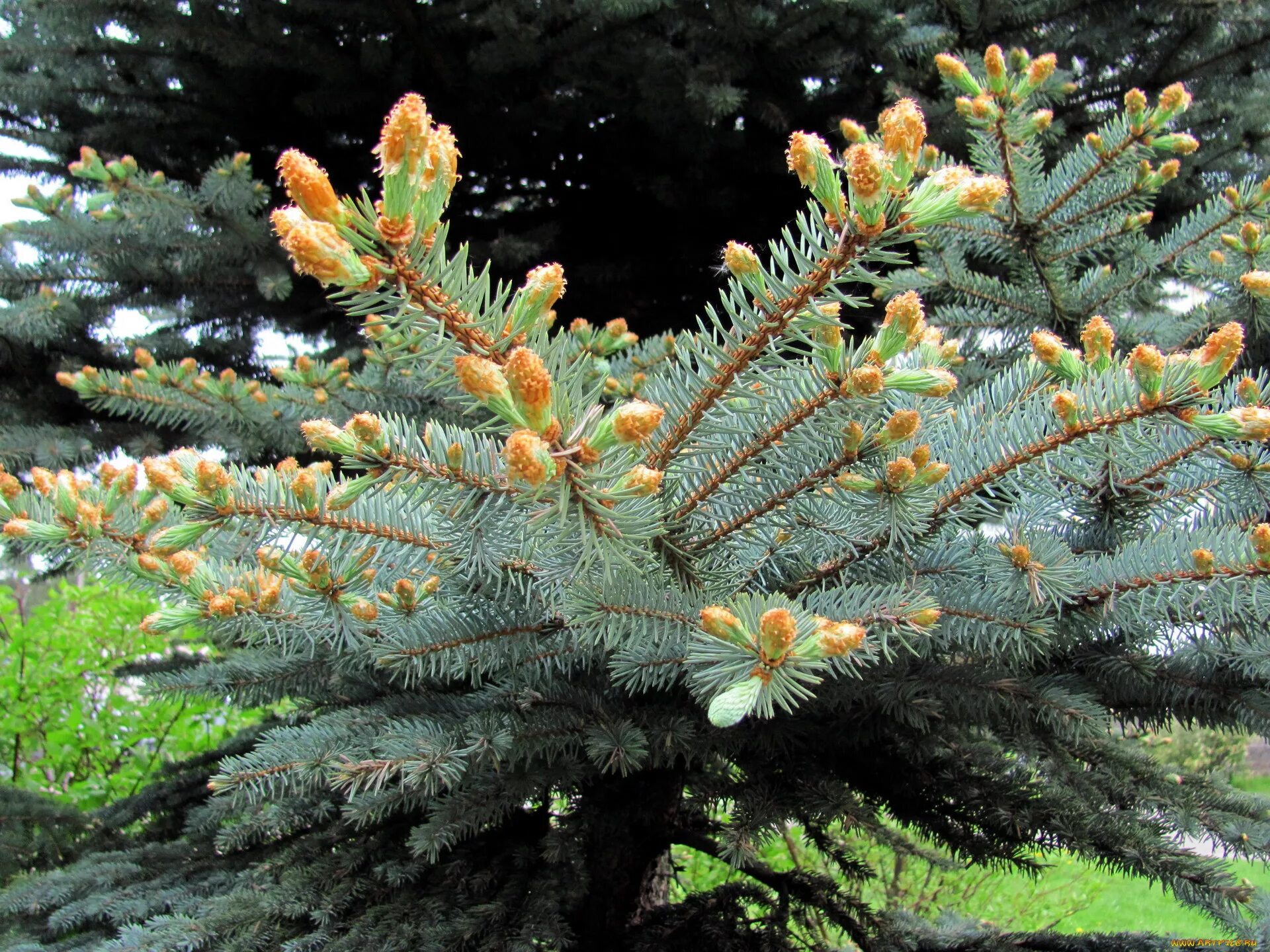 Ель колючая picea. Ель Хупси шишки. Ель колючая Хупси Picea pungens Hoopsii. Хупси голубая ель. Picea pungens шишки.