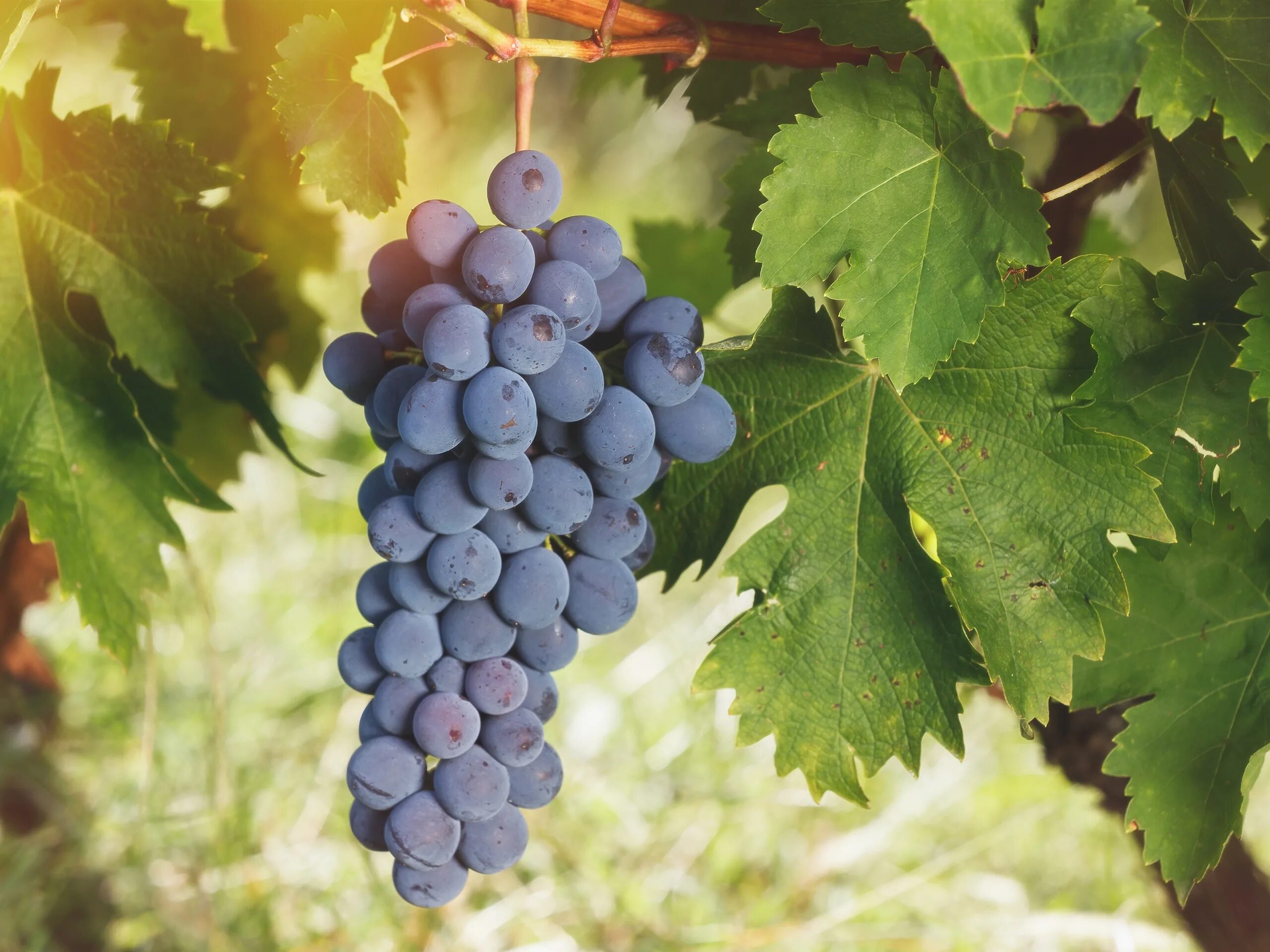 There are some grapes