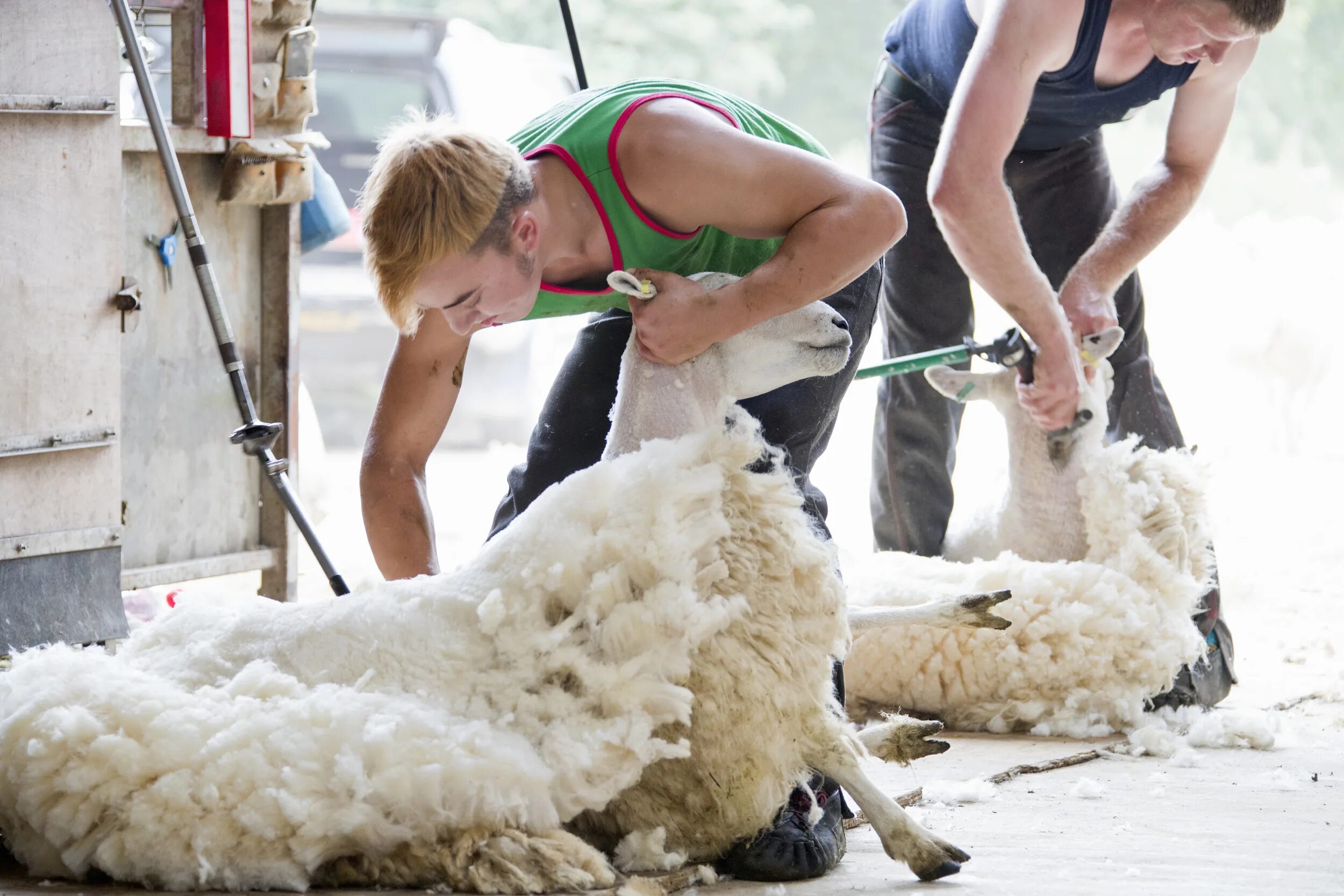 Ручная стрижка овец. Стрижка шерсти овец. Шерсть овцы. Ручная стрижка овец. Стригали овец.
