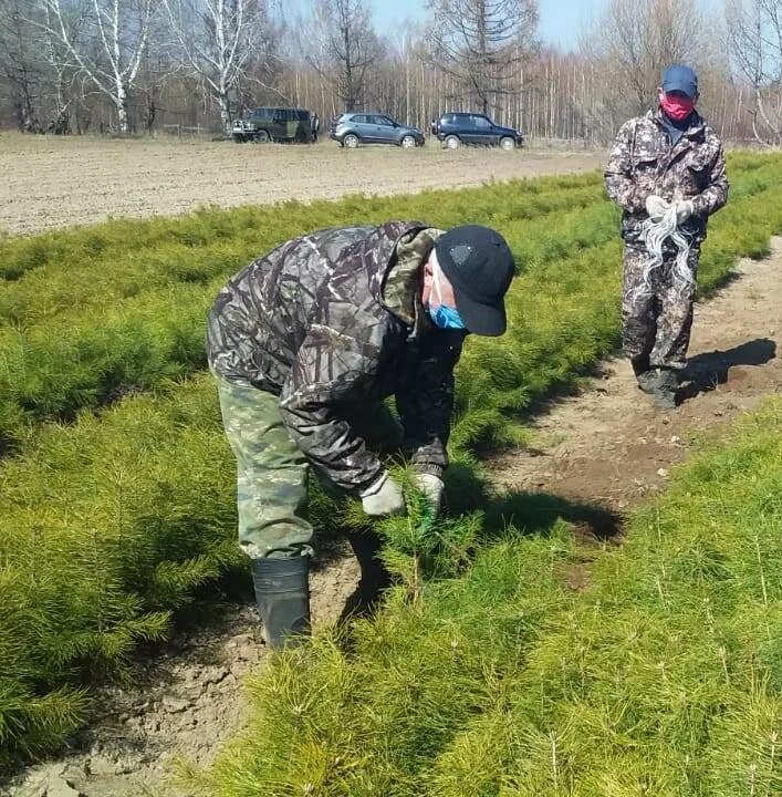 477 минприроды. Шумерлинское лесничество Минприроды Чувашии. Алатырское лесничество. Директор Алатырского лесничества. Шумерлинское лесничество.