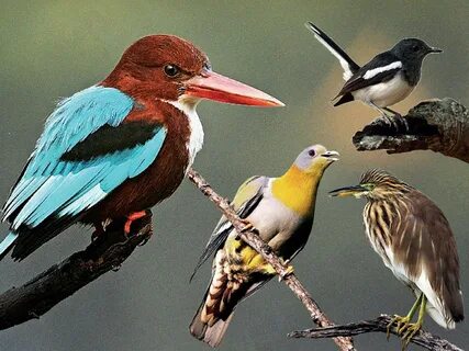 High birds