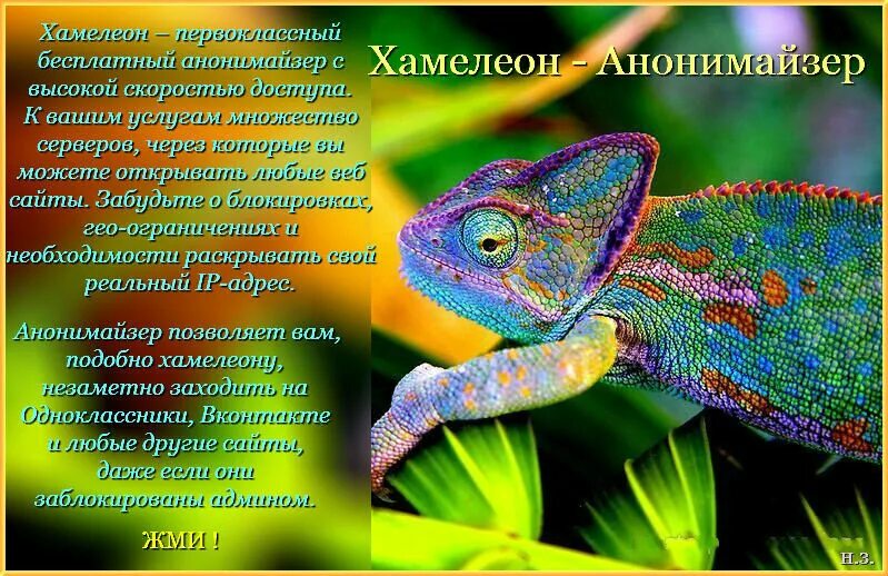 Прочитать текст хамелеон. Хамелеон доклад. характер хамелеона. интересные факты о хамелеонах. хамелеон интересные факты для детей.