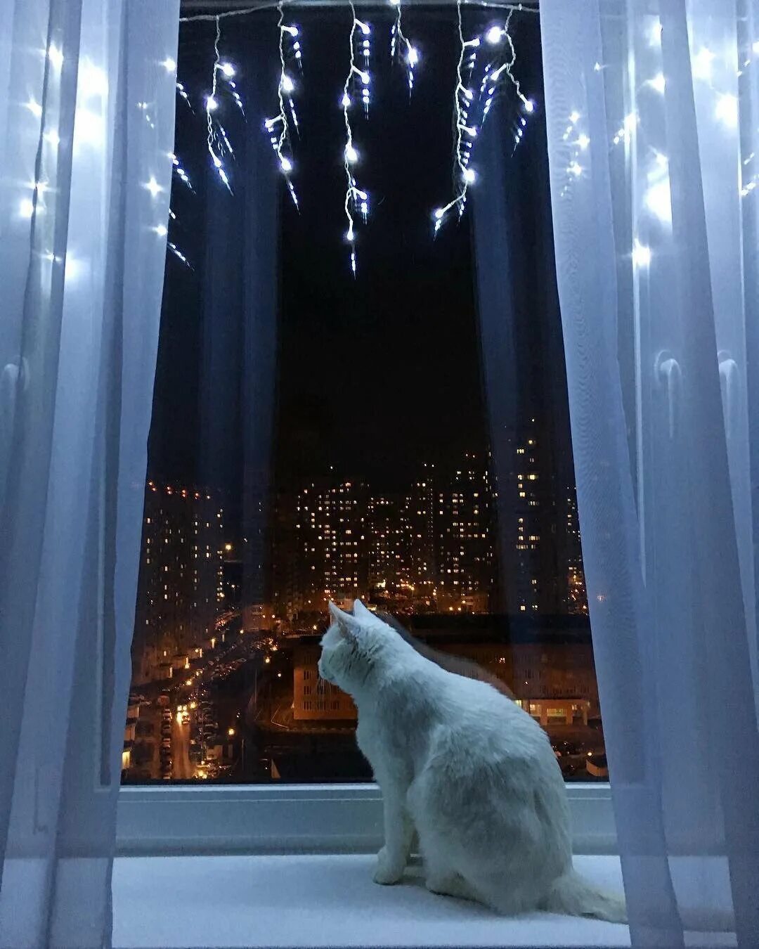 Кошка на окне. Кот на окне вечером. Кошка на окне ночью. Окно вечер. Песня кошка ночь