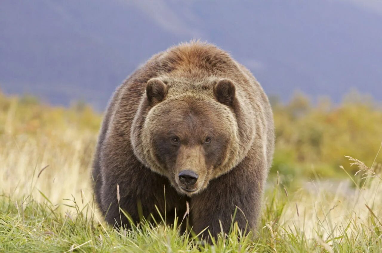 Медведь Гризли в Канаде. Апеннинский бурый медведь. Ursus arctos horribilis. Северная Америка медведь Гризли.