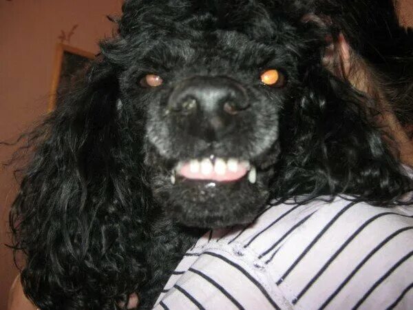 Карликовый пудель черный. Пудель кусается. У кусачего пуделя. Пудель той карликовый малый. Пудель огрызается.