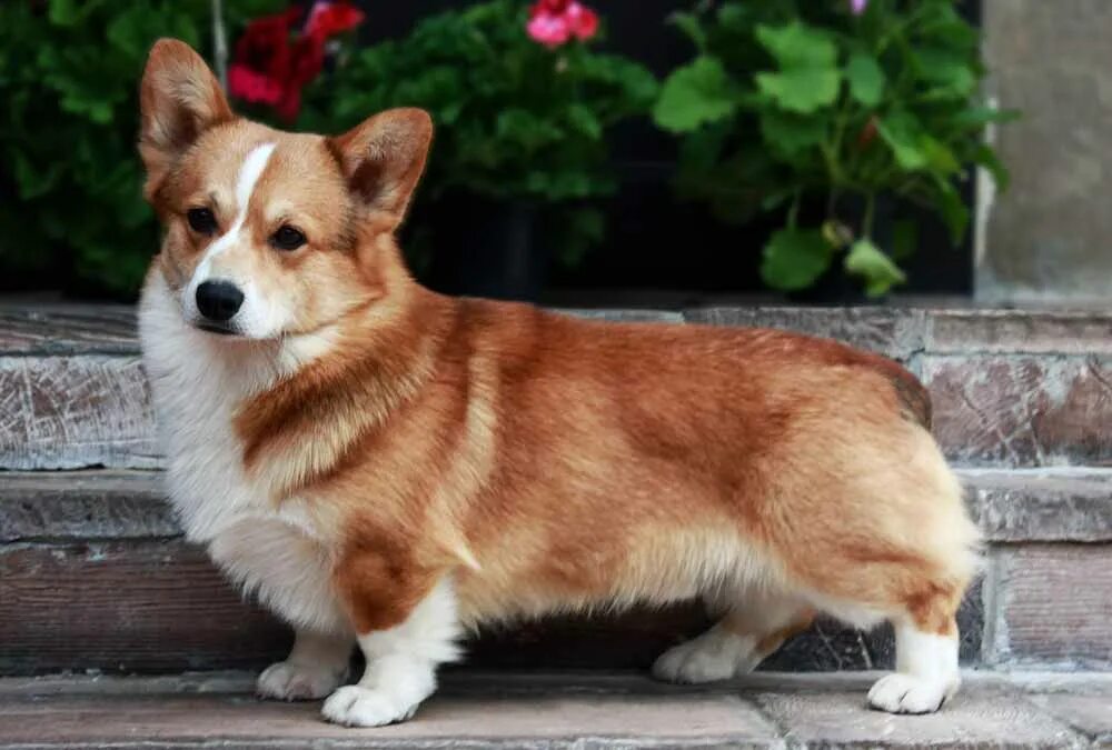 вельш корги пемброк соболиный. корги окрасы. вельш корги пемброк мерль. вельш корги пемброк рыжий. вельш корги пемброк.