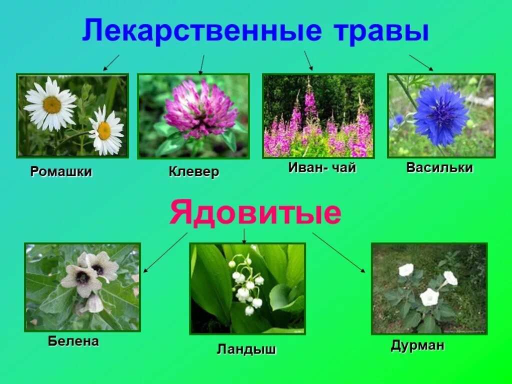 Название окружающий