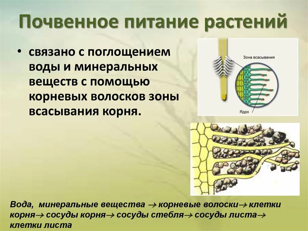 Питание растворенными минеральными веществами. Минеральное питание растений. Почвенное питание растений. Корневое питание растений. Почвенное питание растений 6 класс.