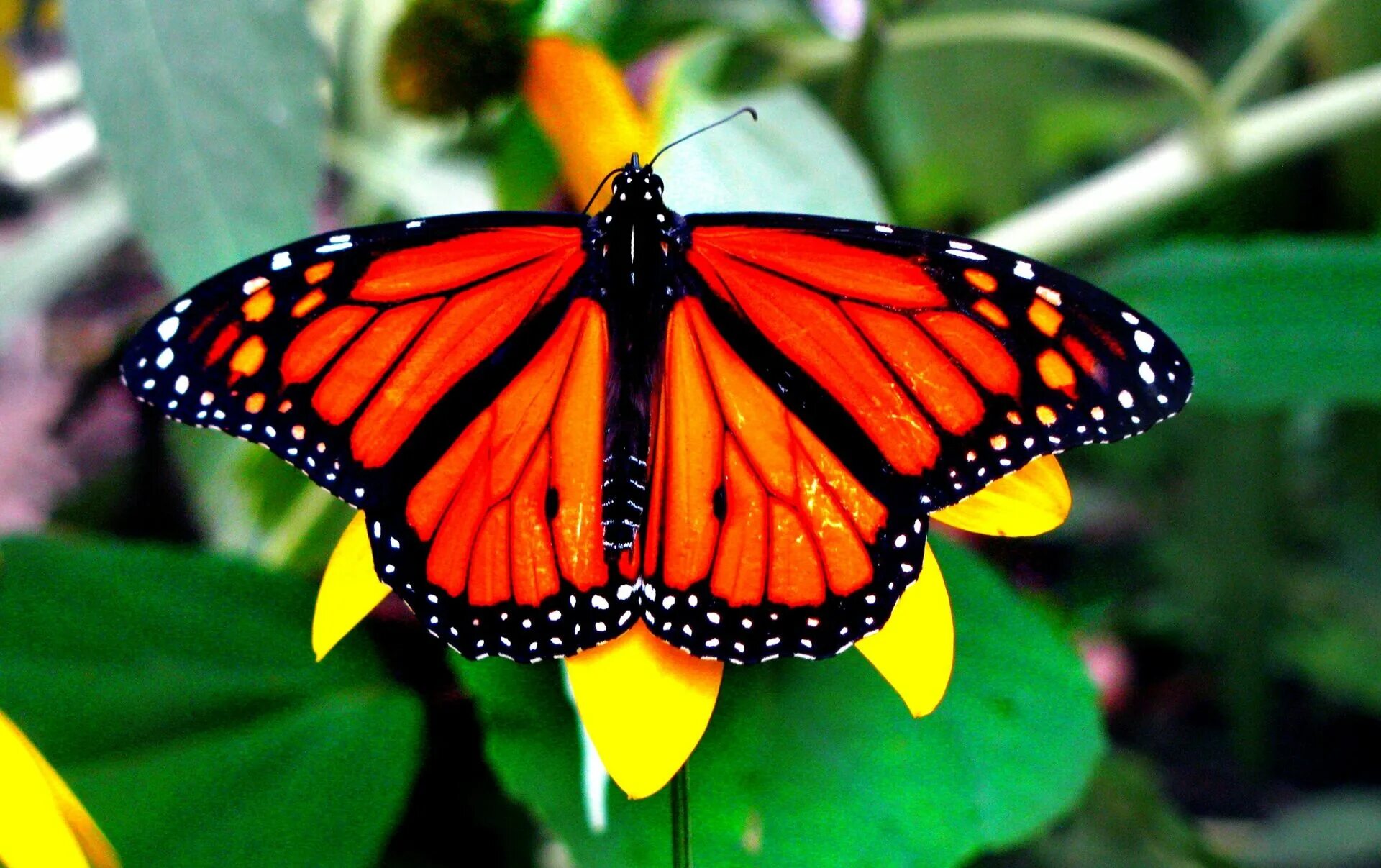 Alarming decline of our colourful Butterflies Beautiful butterfly pictures, Blue