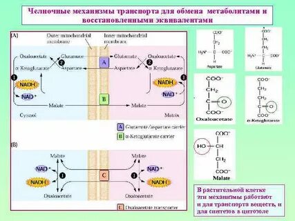 Челночный механизм