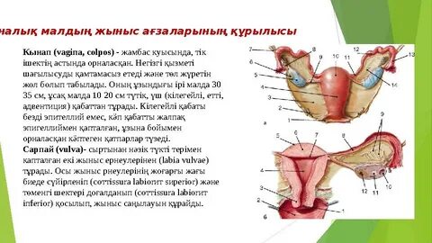 Ұялшақ лесбиянка порно