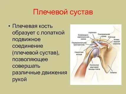 Плечевой сустав какой тип