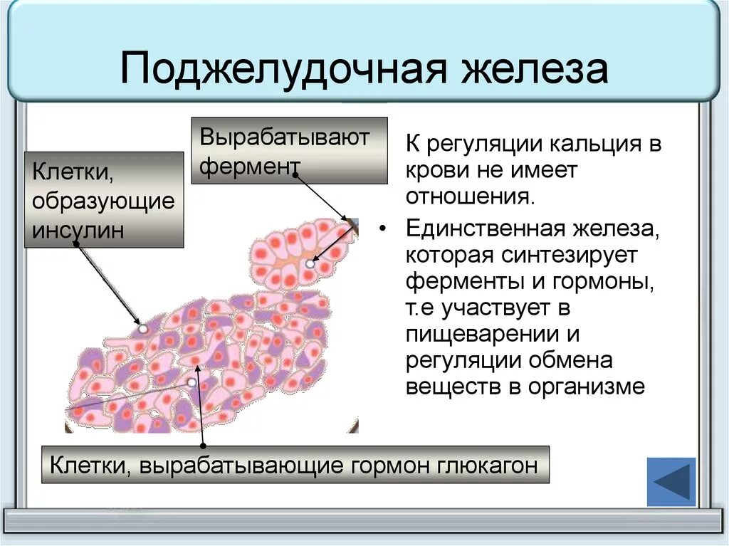 Ферменты поджелудочной железы поступают в. Какие клетки продуцируют инсулин. инсулин-продуцирующих клеток поджелудочной железы).. поджелужлчнаяжелеза вырабатывает. поджелудочная железа аыраб.