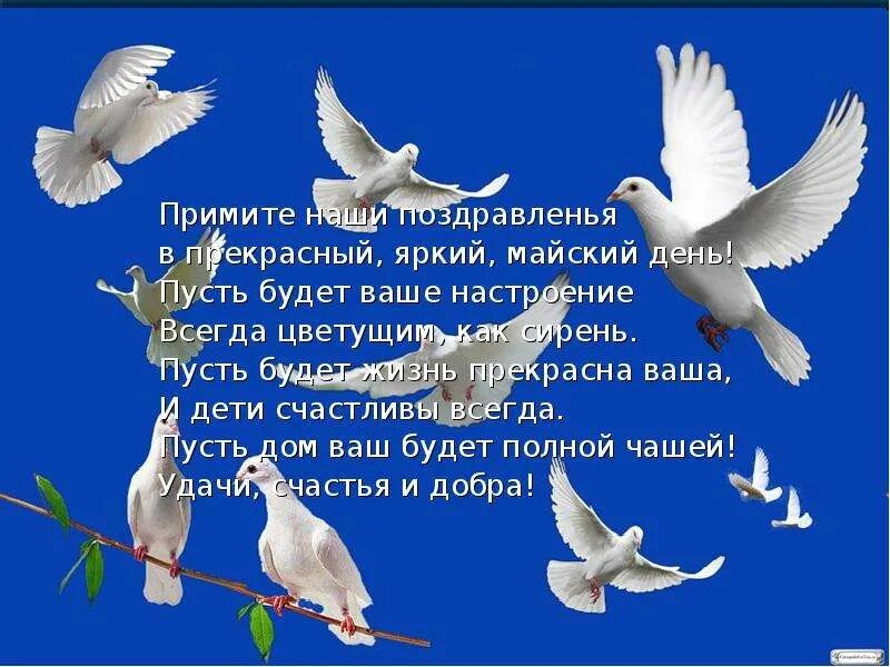 Голуби с пожеланиями. Стих про голубя. Пожелания о мире на голубе. Голубка пожелания.