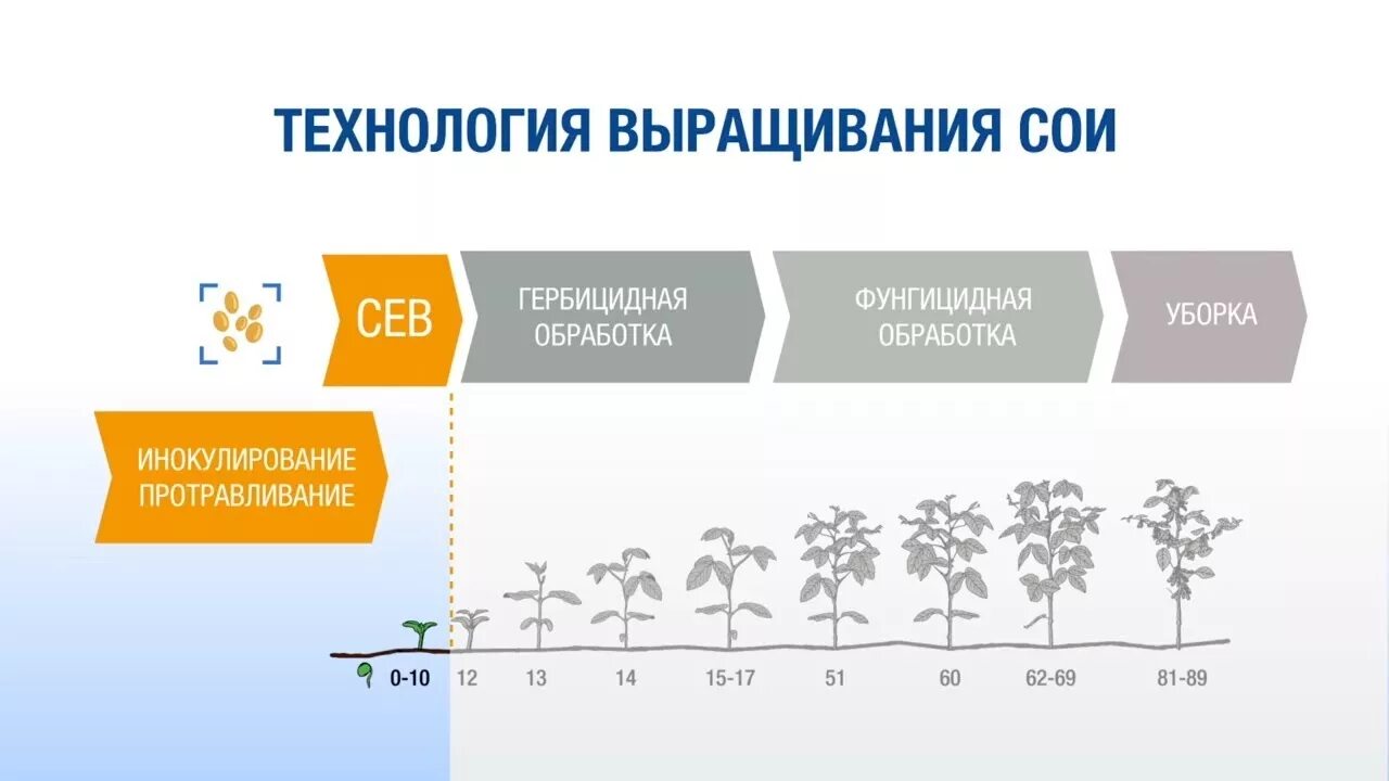 Технология возделывания сои схема. Технологические возделывания сои. Технология выращивания сои. Технология возделывания сои на зерно.