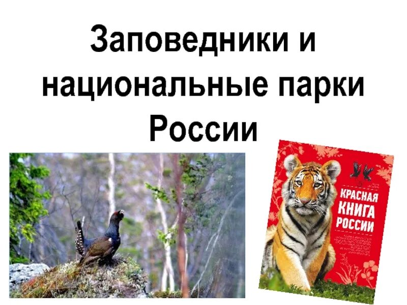 Проект заповедники россии 4 класс. Заповндники и науиональные парки Росси. Заповедники и парки России. Заповедники и национальные парки России проект. Национальный заповедник.