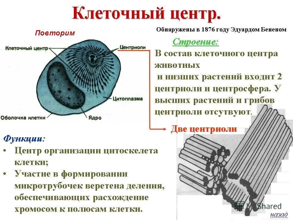 С какой структурой отвечающей за деление. Клеточный центр функции органоида. Органоиды животной клетки клеточный центр. Органоид клеточный центр строение и функции. Клеточный центр немембранный органоид строение.