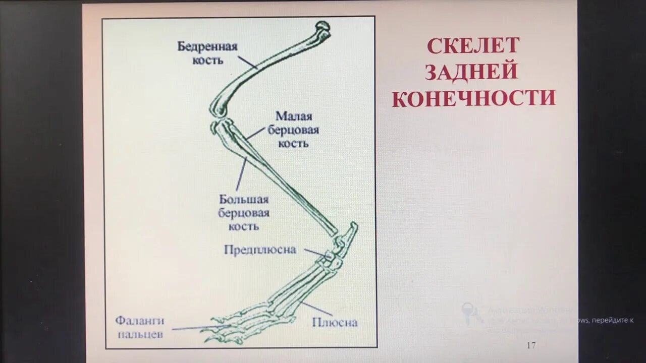 Тест скелет конечностей. Скелет задней конечности млекопитающих. кости пояса задних конечностей у птиц. скелет птицы пояс задних конечностей. строение скелета задней конечности птицы.