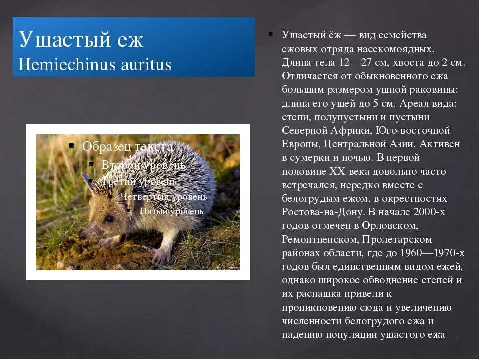 Еж ушастый почему занесен в красную книгу. Красная книга башкирии ушастый еж. ушастый еж красная книга башкортостана. ушастый ёж красная книга ростовской области. ушастый ежик красная книга ростовской области.