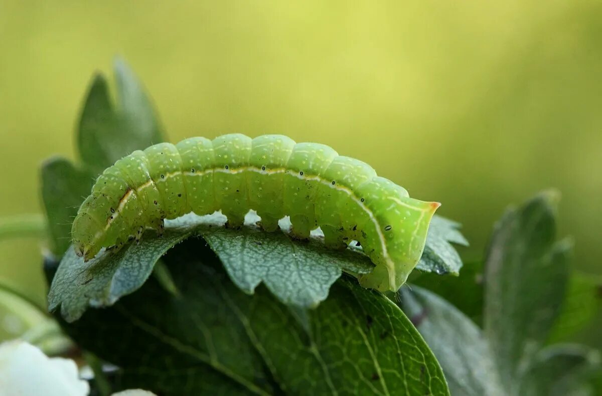 шелкопряд травяной гусеница. зеленая гусеница зеленый лист. зеленая гусеница капустница. маленькие зеленые гусеницы. гусеница землемер.