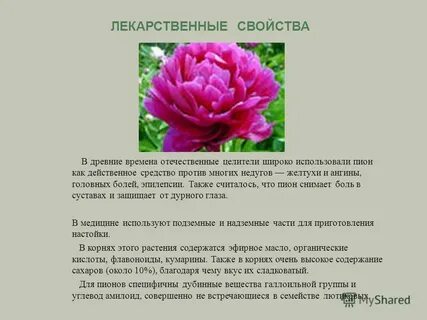 Пионы описание цветов