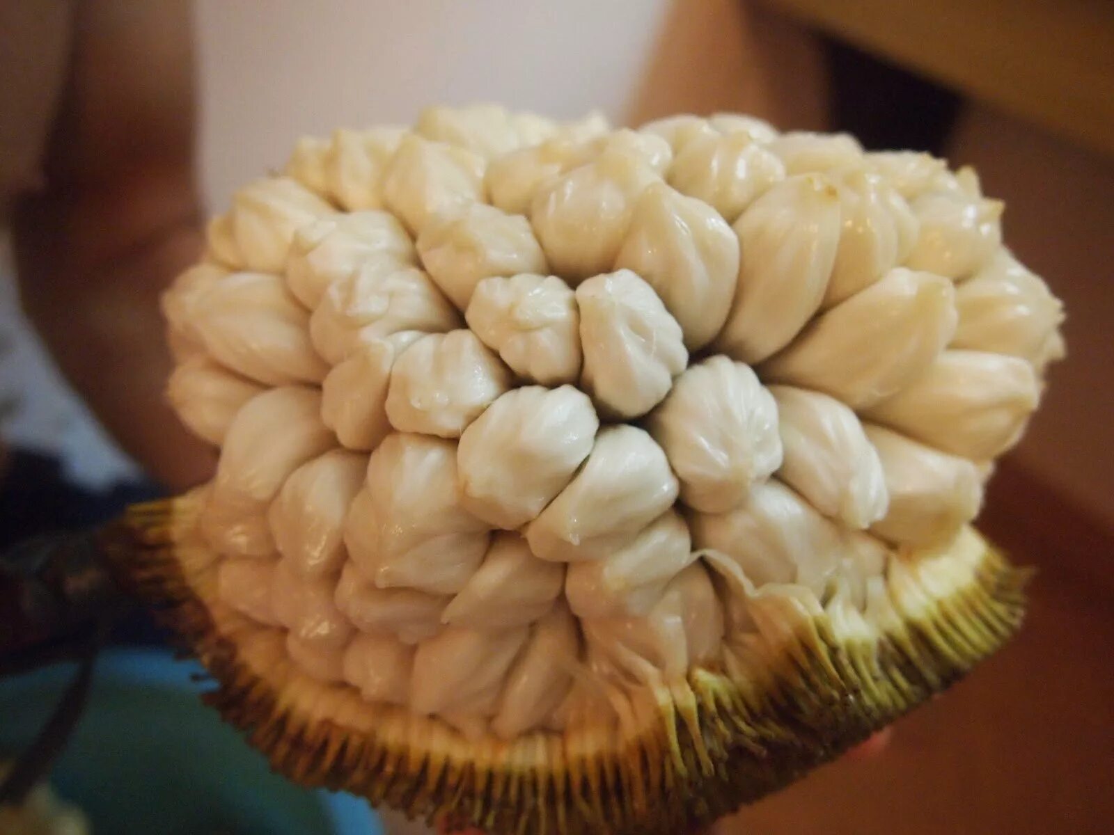 маранг. маранг джекфрут и дуриан. маранг фрукт. маранг джекфрут и дуриан. маранг плод.