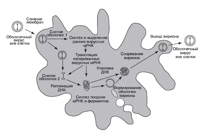 Ядра предшественники. Ядра предшественники. Происхождение ядра. Гипотеза происхождения ядра в клетке. Эволюция эукариотической клетки.