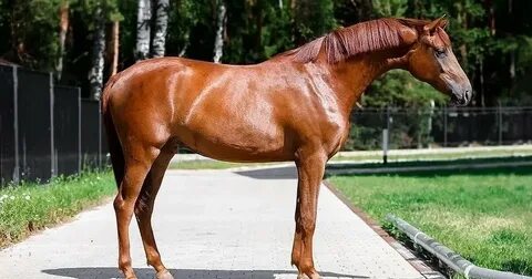 Horseka