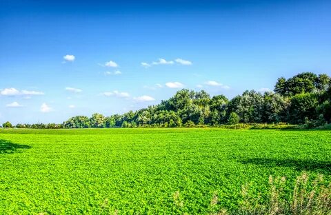 Green meadow