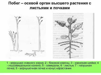 Осевые побеги