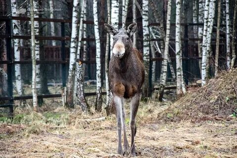 Ногинск животные