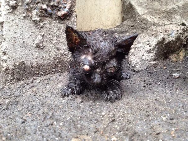 городское кладбище животных кремировали. черный кот на кровати. черная кошка под капельницей. умерший черный кот. коты призраки.