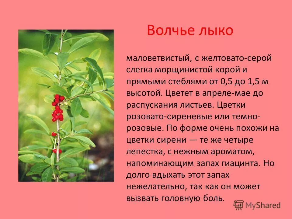 Волчья ягода детектив. Читать волчья ягода началова. Читать волчья ягода началова. Читать волчья ягода началова. Книга волчья ягода сказка.