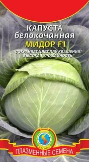 Капуста мидора сорт