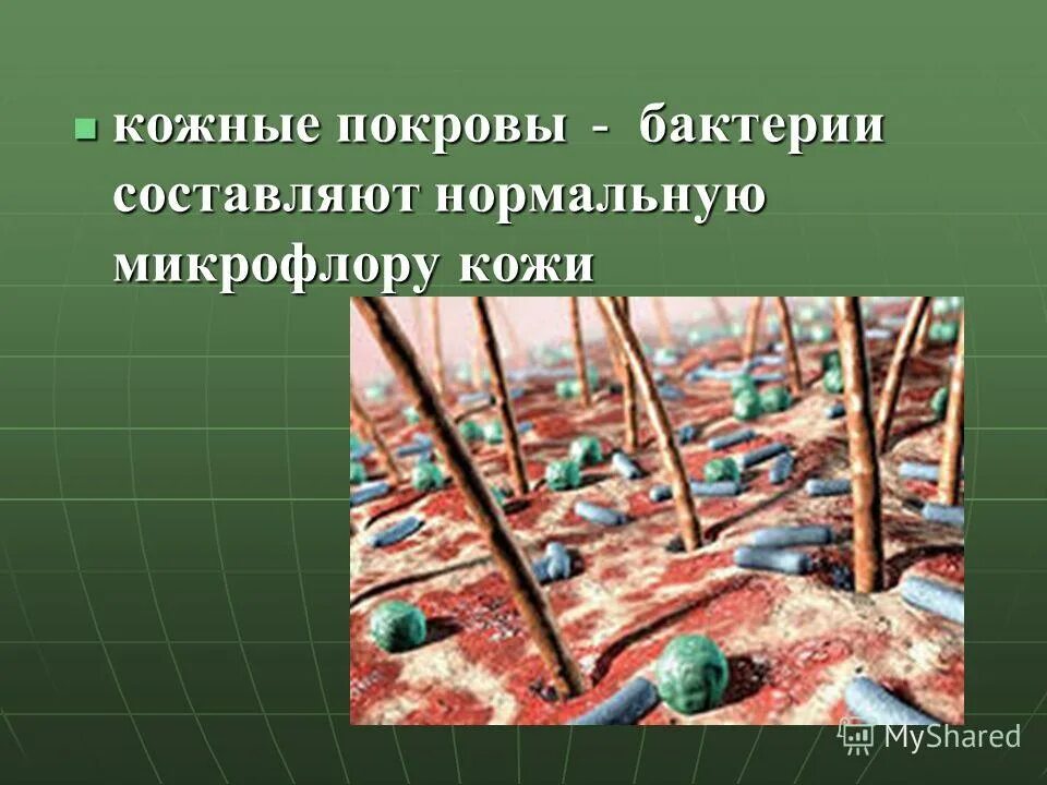 Бактерии составляющие нормальную микрофлору. Нормальная микрофлора кишечника микробиология. Представители нормальной микрофлоры кишечника. Представители облигатной микрофлоры толстого кишечника. Нормальная микрофлора кишечника микробиология.