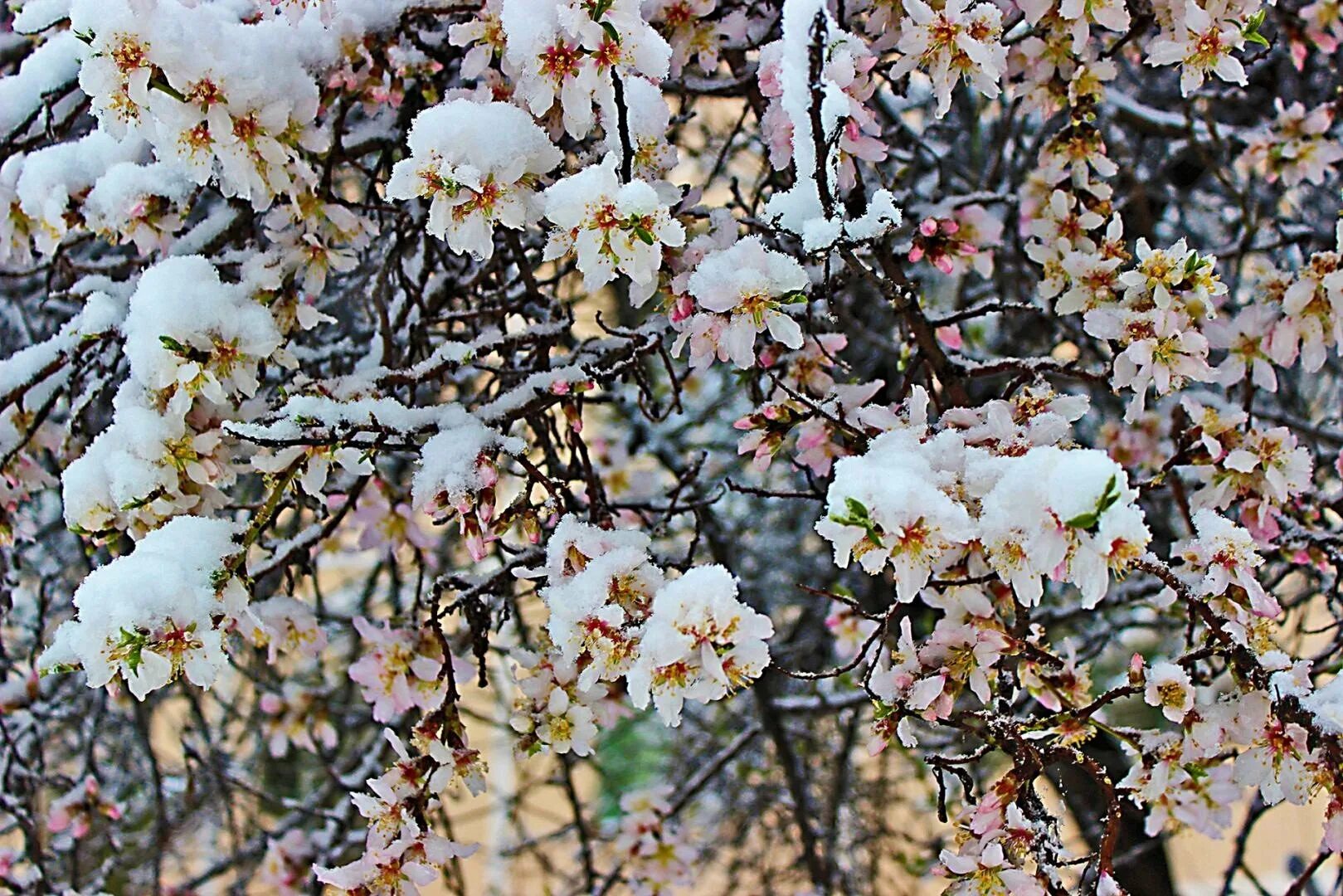 Миндаль зимой. Цветение миндаля в Крыму. Цветущий сад в снегу. Цветущий абрикос под снегом.